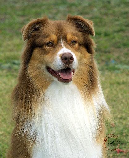 Australian Shepherd 9K2D-17.JPG